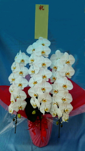 立札30ｃｍ×12ｃｍ付の大輪胡蝶蘭3本立ちの画像