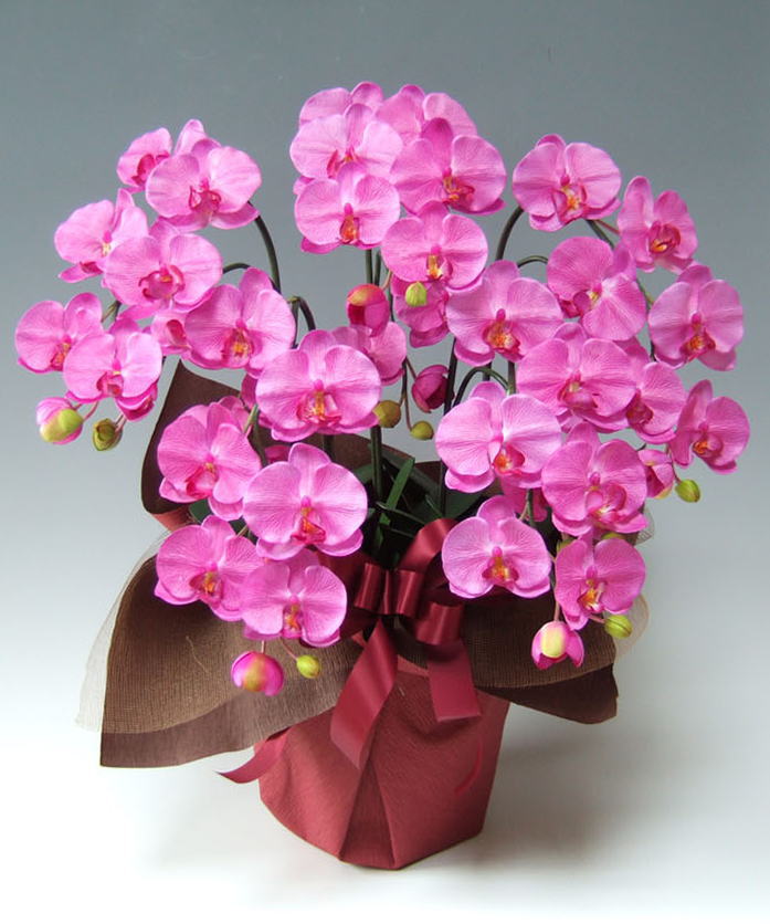 光触媒造花胡蝶蘭スタンダード3本立ち（濃いピンク）の画像