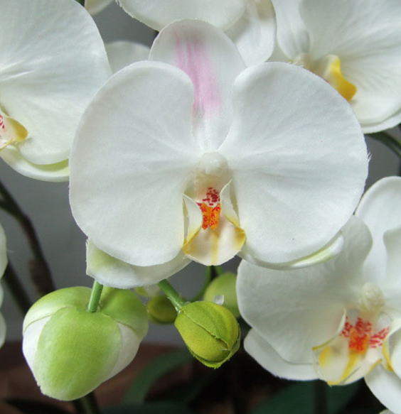 胡蝶蘭白の花弁