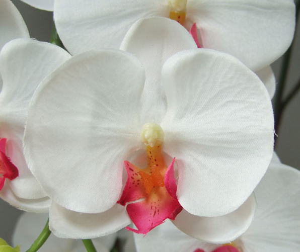 胡蝶蘭（白赤）の花弁