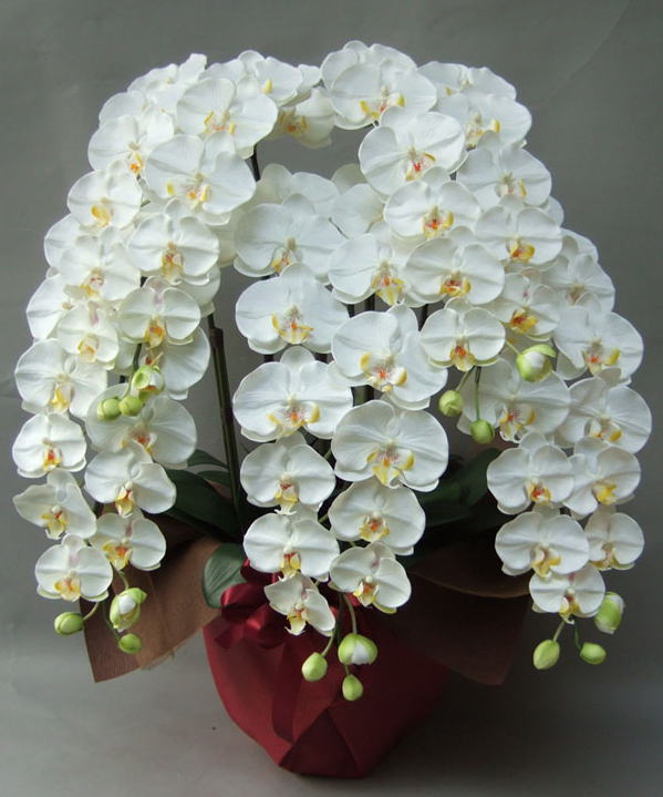 光触媒造花胡蝶蘭5本立ち・特大輪（白）のメイン画像