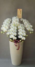 8寸立札付の光触媒造花胡蝶蘭5本立ち・花台付き（サンドホワイト大型鉢）