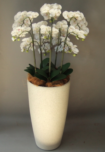 光触媒造花胡蝶蘭5本立ち（白赤）・花台付き（サンドホワイト大型鉢） を横からのイメージ画像