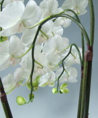 胡蝶蘭の茎の部分