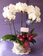 デザイン鉢仕立の胡蝶蘭の画像
