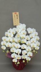 お祝い用8寸立札付きの造花胡蝶蘭ラージ5本立ちの画像