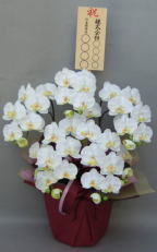 8寸立札付の造花胡蝶蘭スタンダード5本立ち