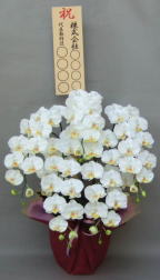 お祝い用立札付きの造花胡蝶蘭ラージ5本立ちの画像
