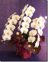 �z���C�g�f�[/�Ӓ���