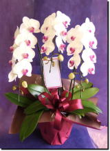 �Ӓ����i�R�`���E�����j/����30