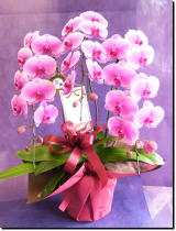 ���Ε�/�Ӓ����s���N30