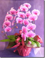 �Ӓ����i�R�`���E�����j/�s���N30