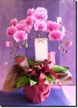 �Ӓ���/�s���N25