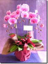 �Ӓ���/�s���N25
