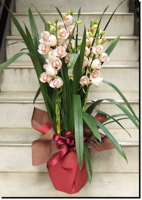 �V���r�W�E���@�A�j�o�[�T���[���[�W��