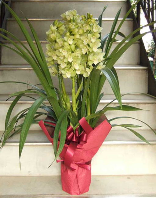 �V���r�W�E���@�O���[��