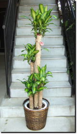 観葉植物/マッサン
