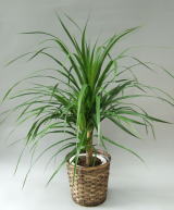 �J���{�W�A�[�i