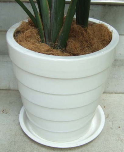 ツヤ有ホワイトで、横縞模様の陶製。鉢土の表面は、ココファイバーで飾ります。