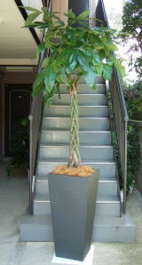 特大観葉植物_パキラ