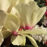�C�G���[