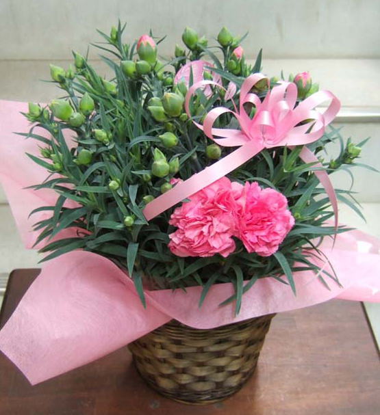 ��̓�/�s���N�J�[�l�[�V����