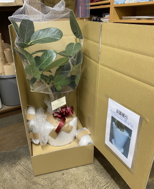 観葉植物の梱包