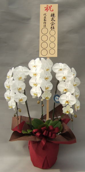 立札45ｃｍ×15ｃｍ付の大輪胡蝶蘭3本立ちの画像