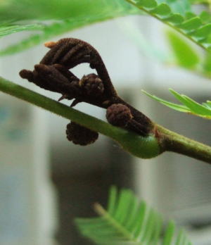 こげ茶色の新芽と、こげ茶色の花芽