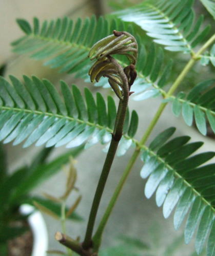 エバーフレッシュ 観葉植物の管理