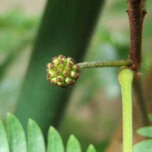 蕾も初めはこげ茶色で、大きくなるにしたがって緑色になります