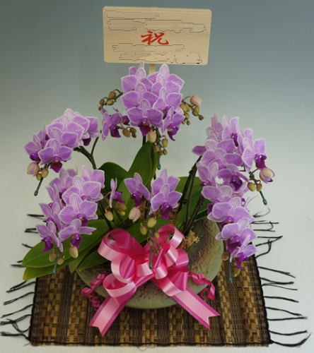 生花のミディ胡蝶蘭和鉢仕立と8寸立札の画像