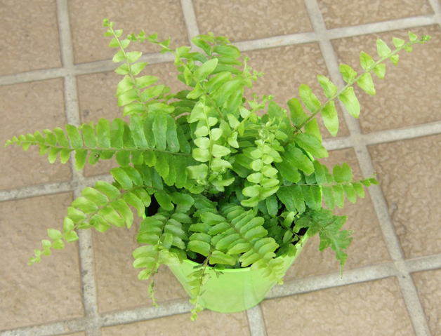 ツデー 観葉植物の育て方