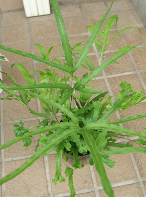 プテリス 観葉植物の育て方