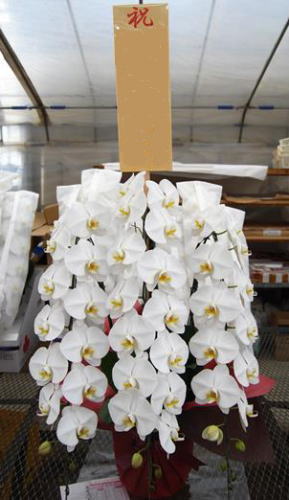 生花の胡蝶蘭3本立ちと立札の画像