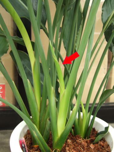 ストレリチア・レギネ | 観葉植物の育て方