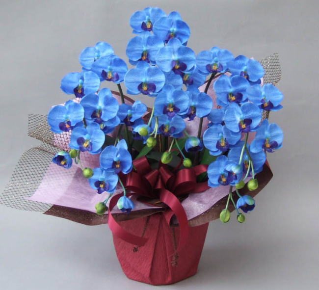 光触媒造花ミニ胡蝶蘭（ブルー）3本立ちの画像