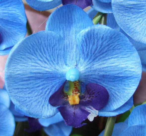 花弁(ブルー)