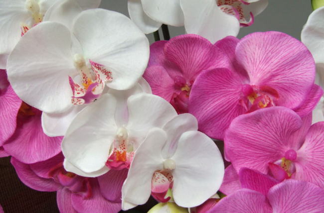 造花胡蝶蘭の白と濃いピンクの花弁