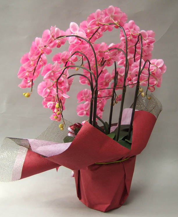 光触媒造花胡蝶蘭ラージ5本立ちピンクを後ろからのイメージ画像