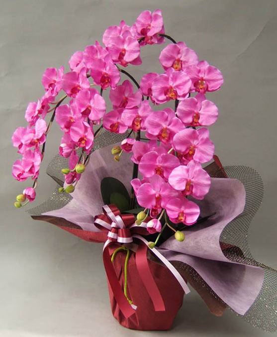 光触媒造花胡蝶蘭ラージ5本立ち濃いピンクを横からのイメージ画像