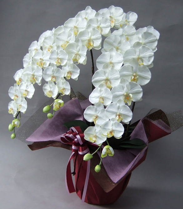 光触媒造花胡蝶蘭3本立ち・特大輪（白）の横からのイメージ画像