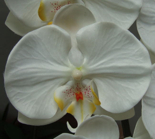 特大輪白の花弁