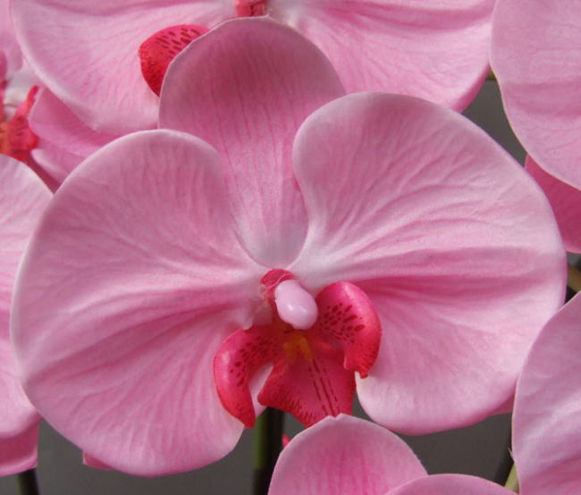 造花胡蝶蘭（特大輪ピンク）の花弁