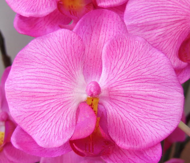胡蝶蘭（濃いピンク）の花弁
