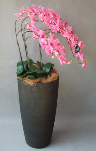 光触媒造花胡蝶蘭5本立ち（ピンク）・花台付き（クリアブラック大型鉢） を横からのイメージ画像