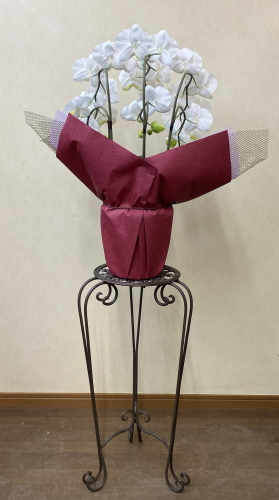 光触媒造花胡蝶蘭スタンダード3本立ち（白）・花台付き（IR）を後ろからのイメージ画像
