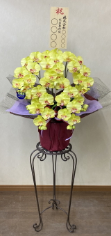 8寸立札付の光触媒造花胡蝶蘭スタンダード5本立ち（ライトイエロー）・花台付き（IR）の画像