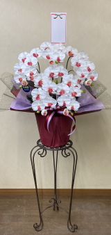 名札付の光触媒造花胡蝶蘭スタンダード5本立ち（白赤）・花台付き（IR）の画像