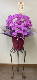 8寸立札付の光触媒造花胡蝶蘭スタンダード5本立ち（濃いピンク）・花台付き（IR）の画像